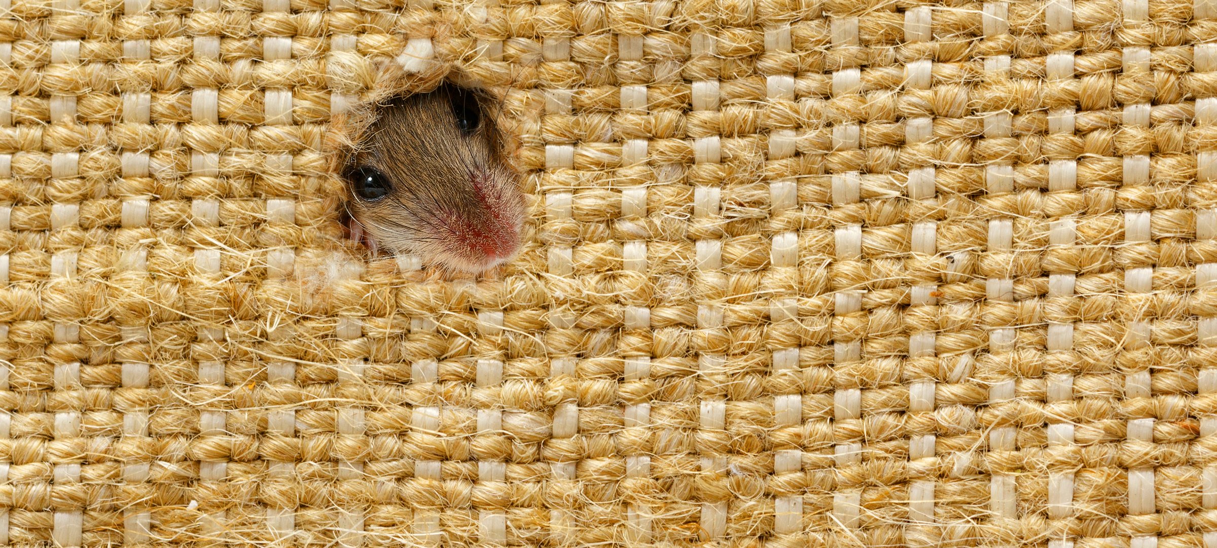 Tips for Keeping the Rodents Out This Winter