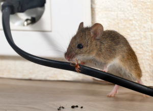 rodent on an electrical cord