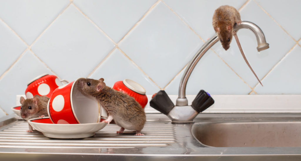 mice on kitchen sink