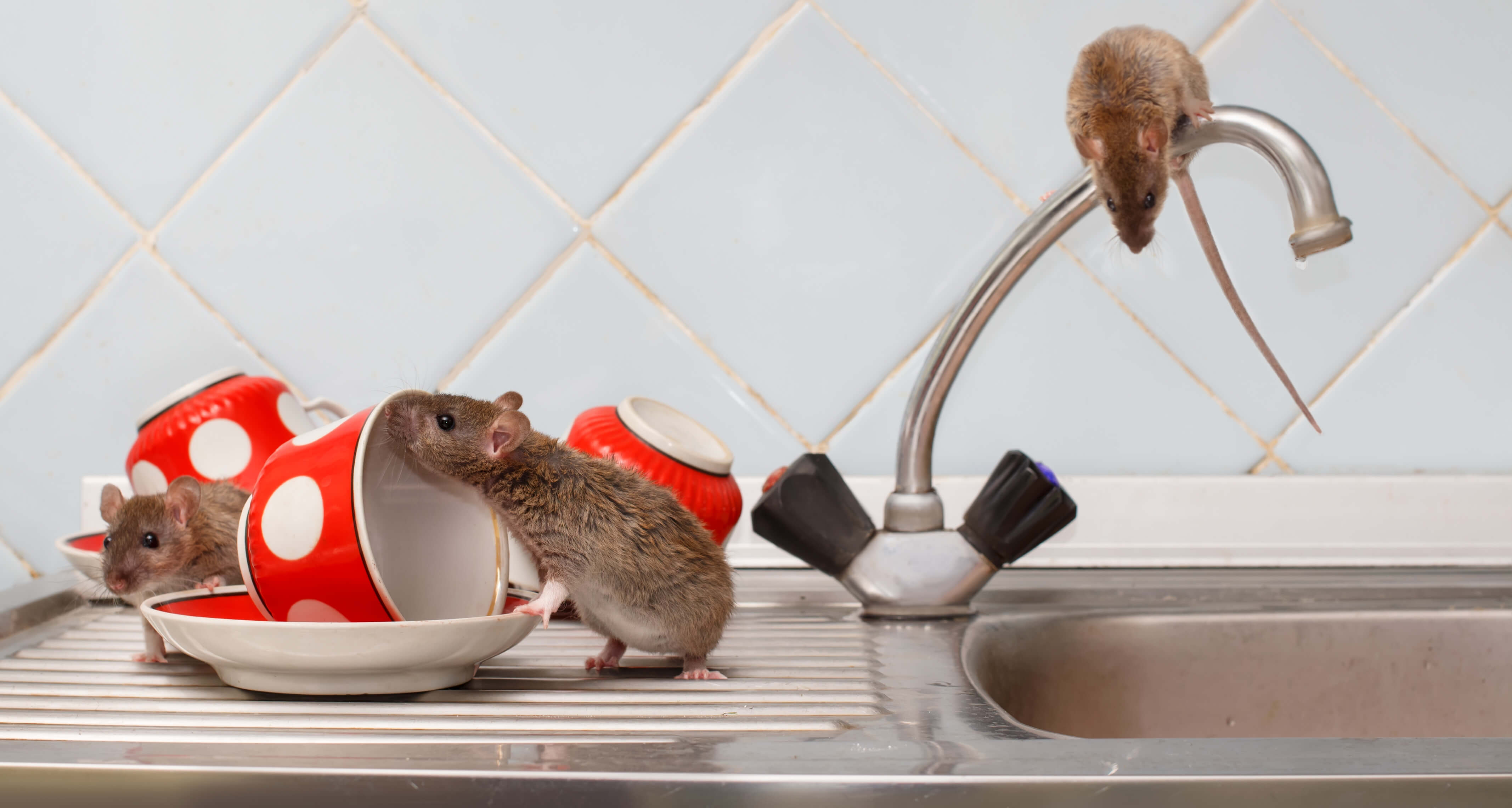 rats in kitchen
