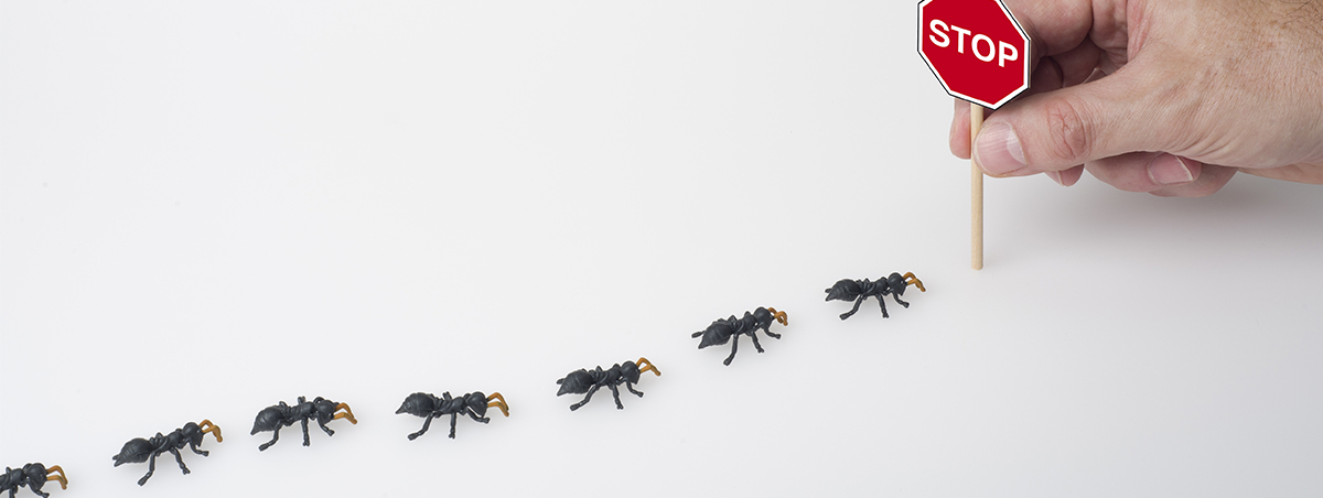 ants marching to stop sign