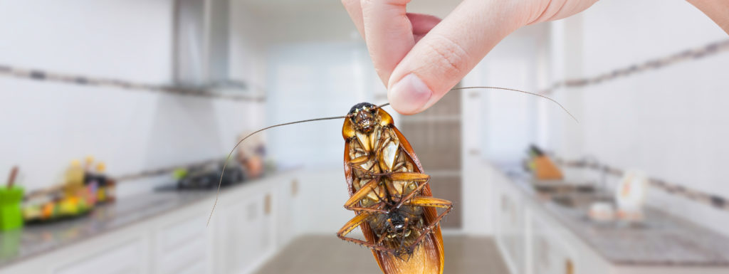 person holding a roach
