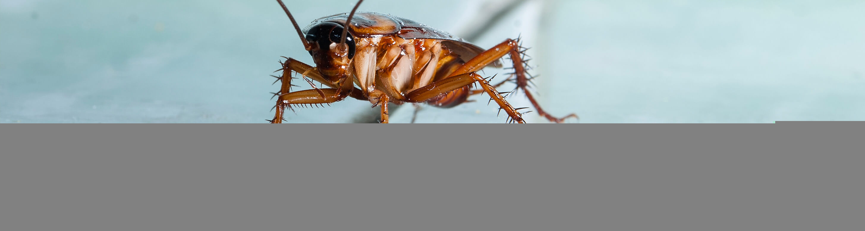 4 Ways Cockroaches Are More Dangerous Than You Thought