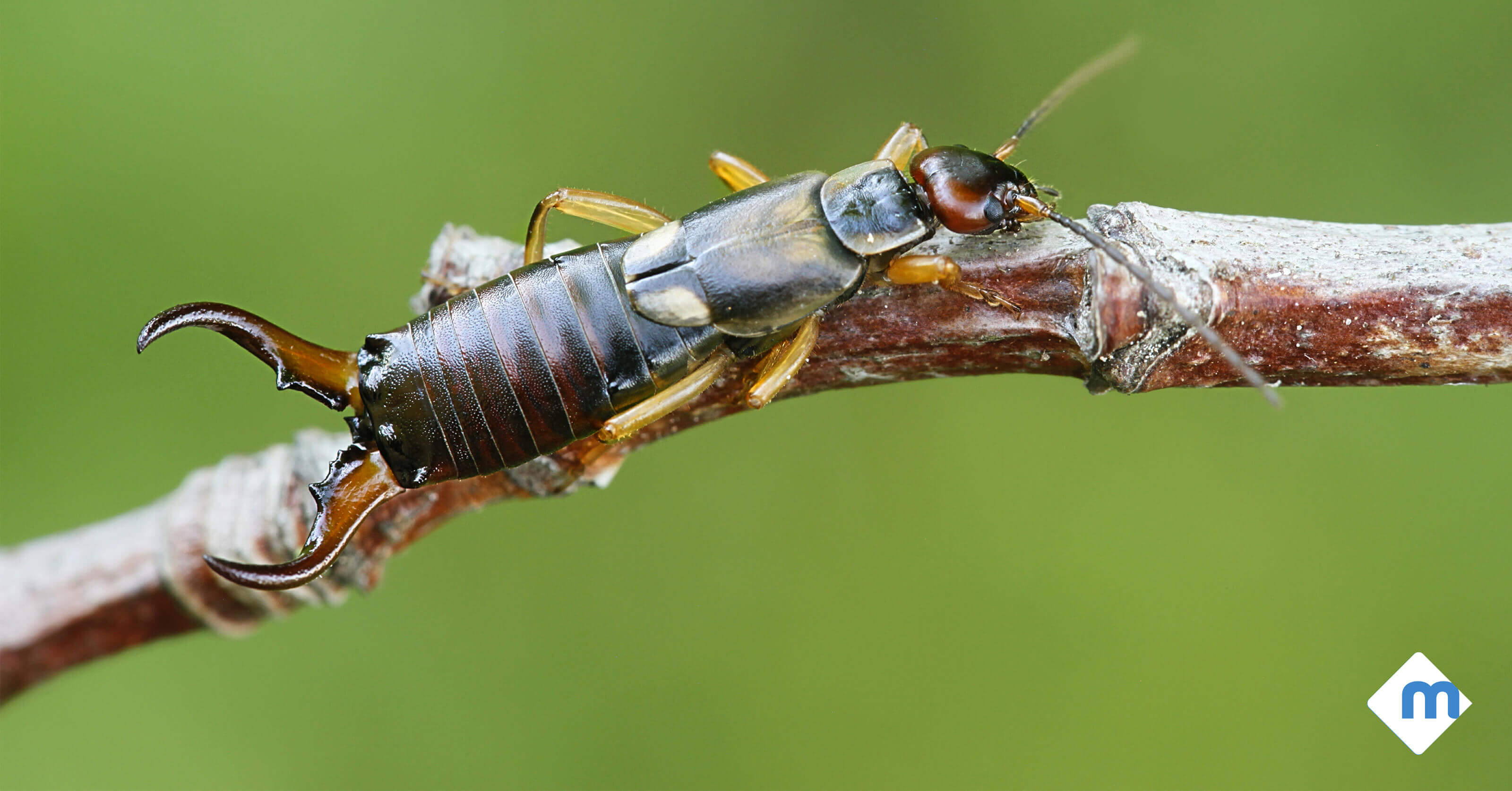 Earwigs: Are They as Bad as They Sound?
