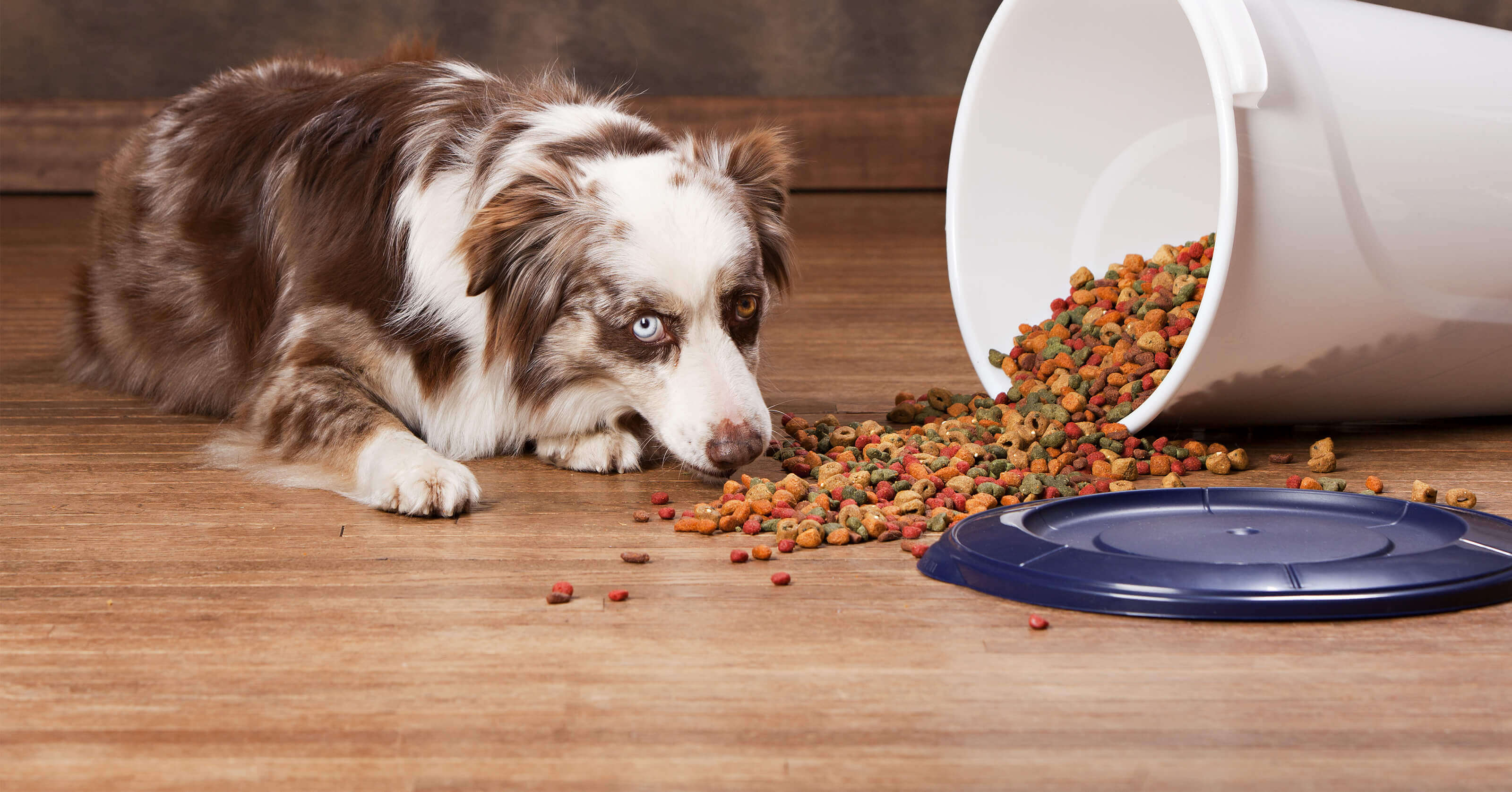 5 Crucial Steps to Keep Your Pets Healthy and Pest-free