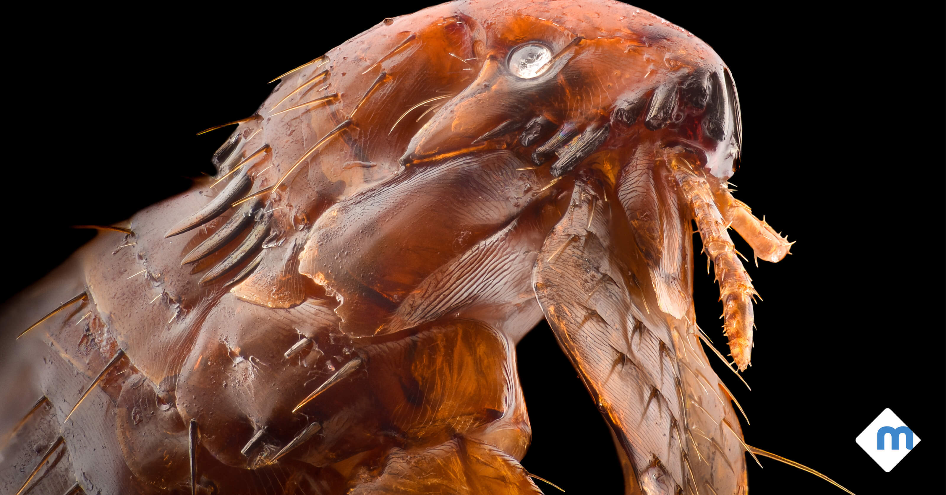 The Frightening Truth about Fleas