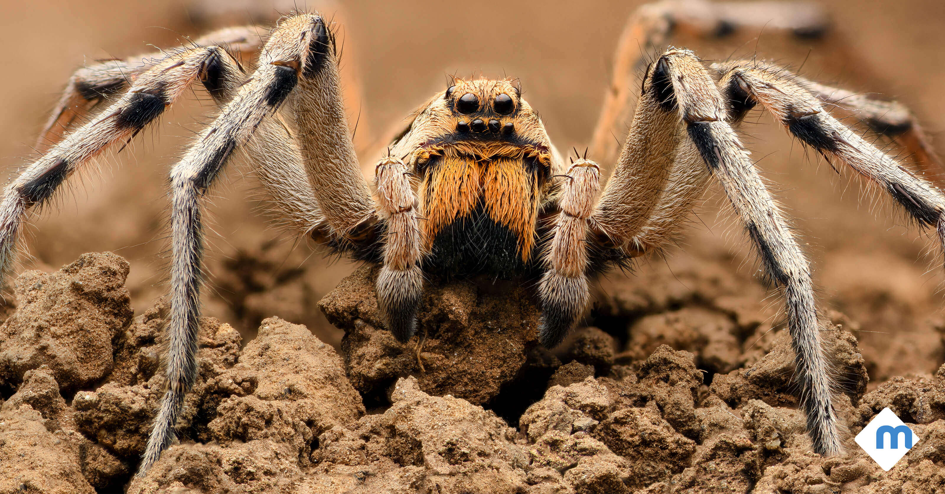 6 Common Spiders That Make Your Skin Crawl