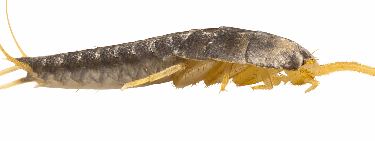 Are Silverfish Harmful? - The Truth about Silverfish