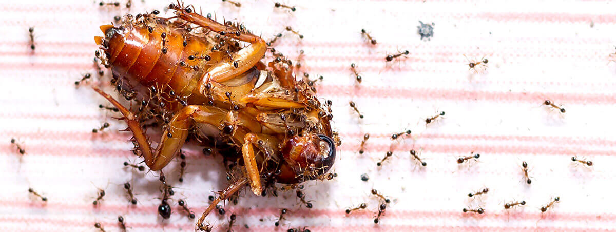 ants eating dead bug