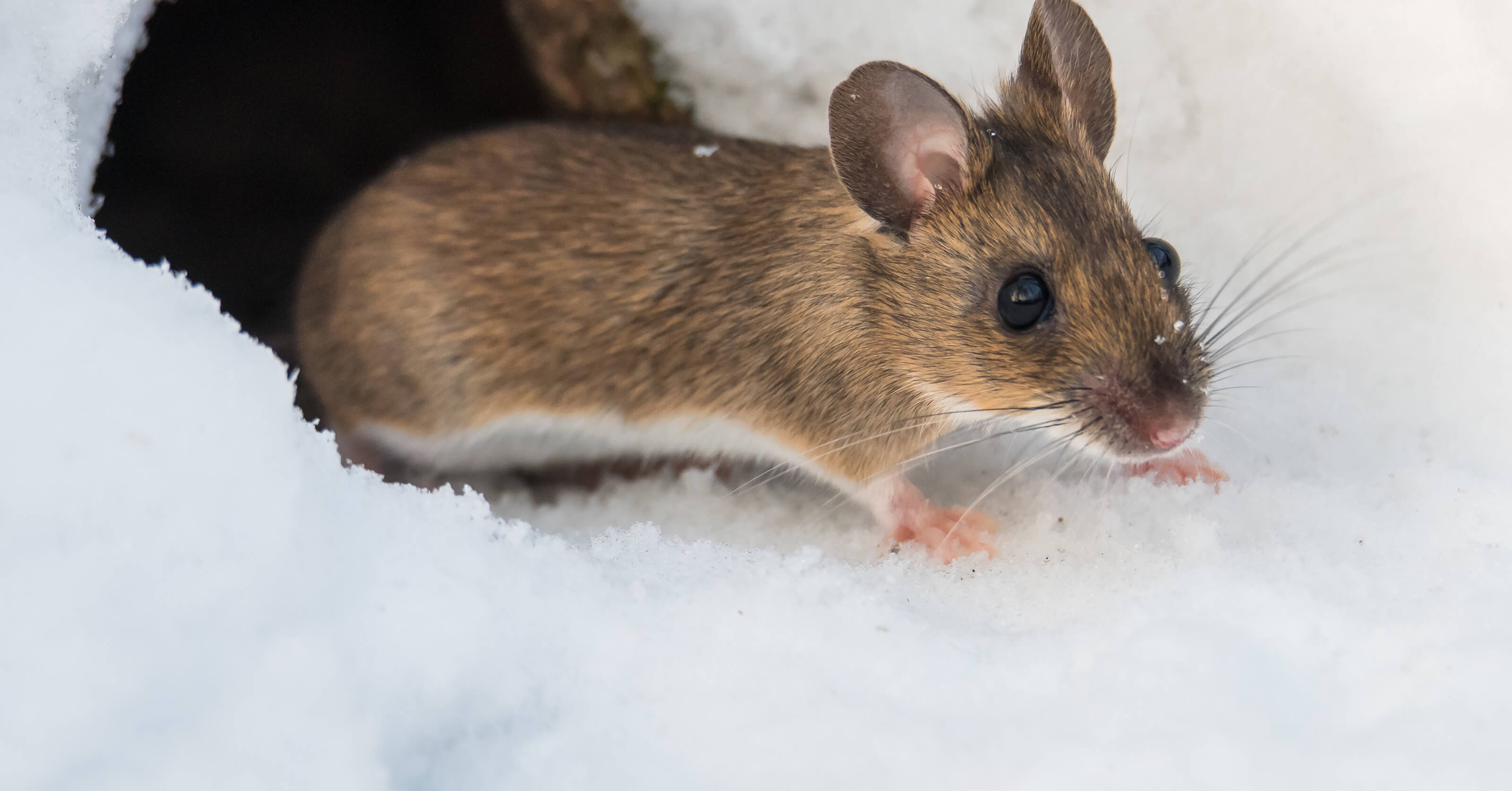 4 Pests That Might Invade You This Winter