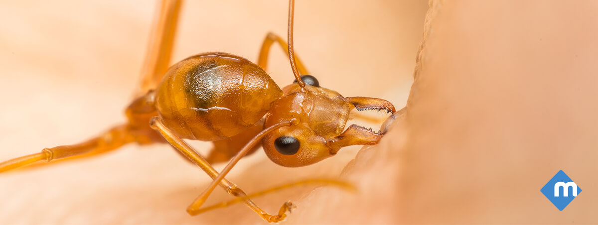 red harvester ant