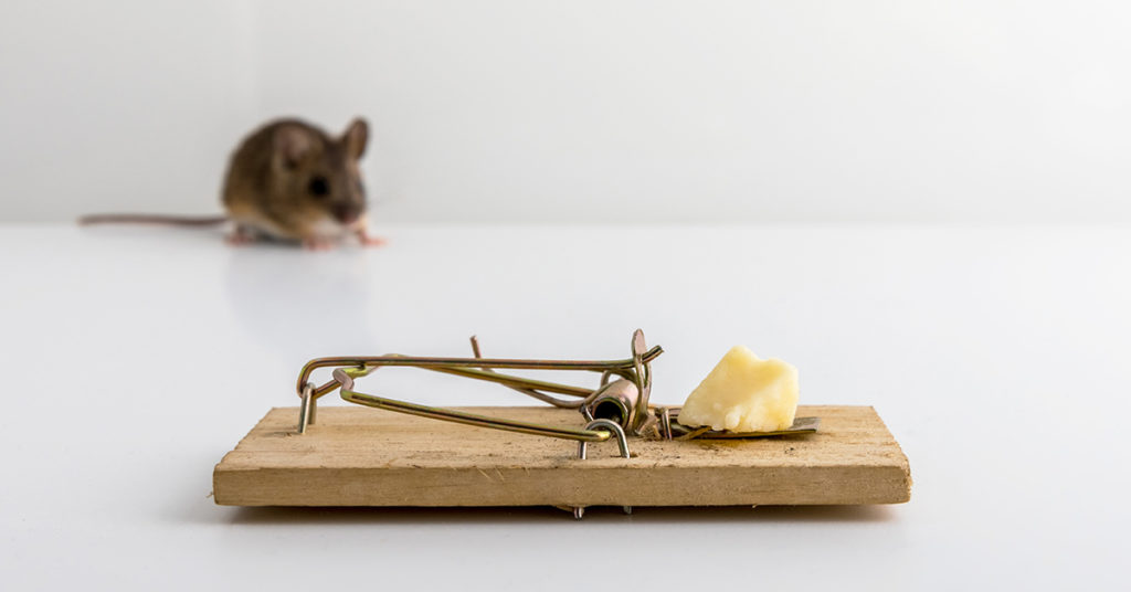 mouse and mouse trap