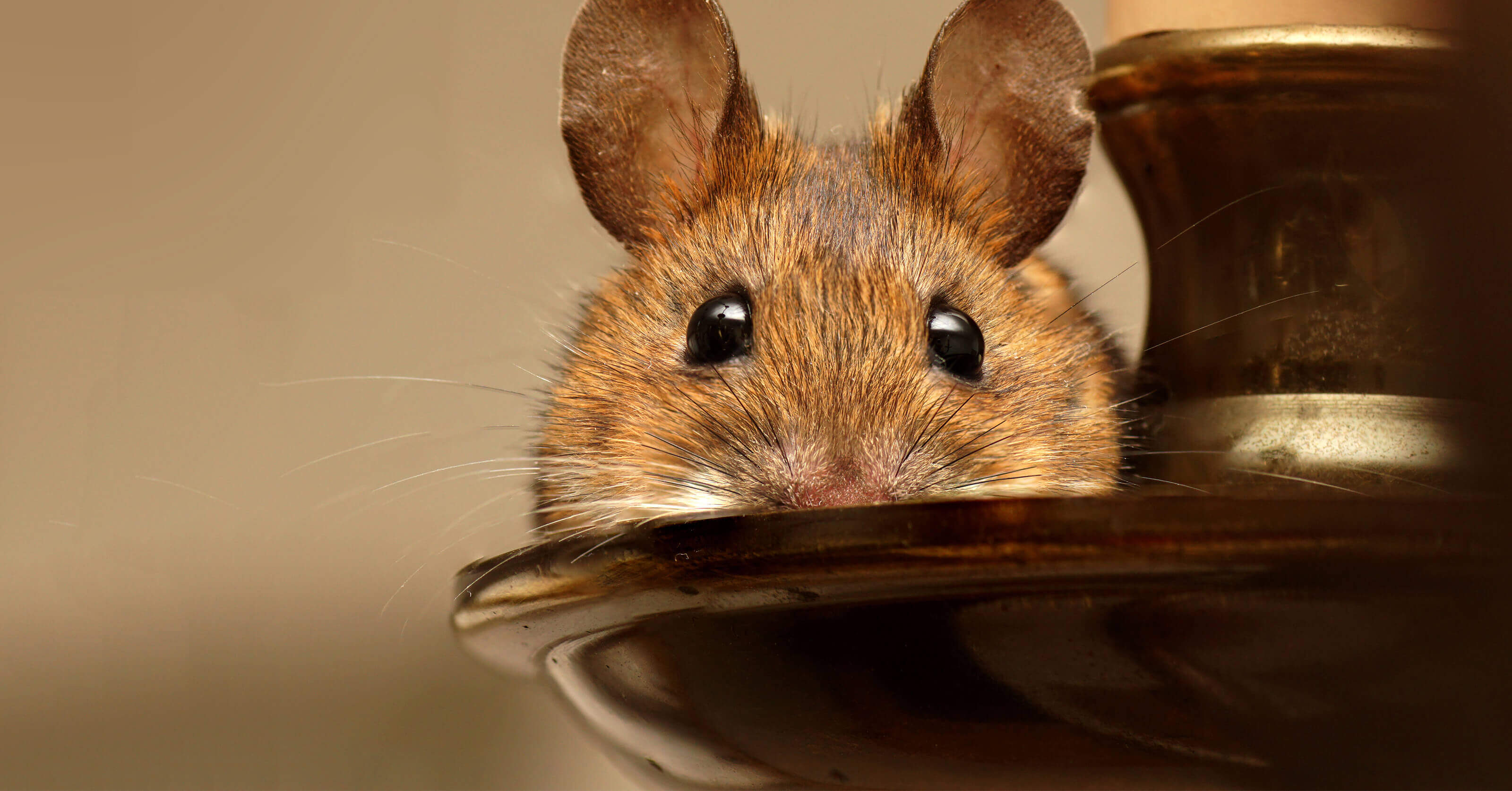 5 Pointers for Defeating Rodents