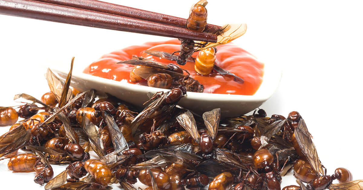 bugs in dipping sauce