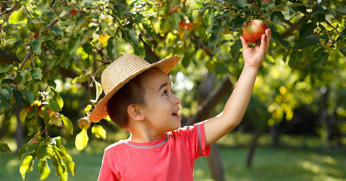 kid picking an apple