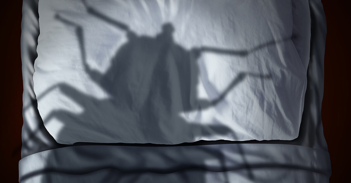bed bug shadow