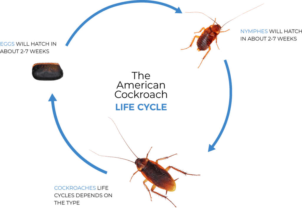 cockroach lifecycle graphic