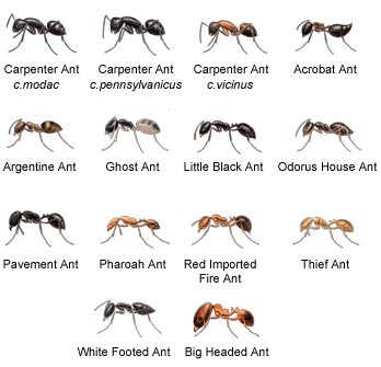 ants chart