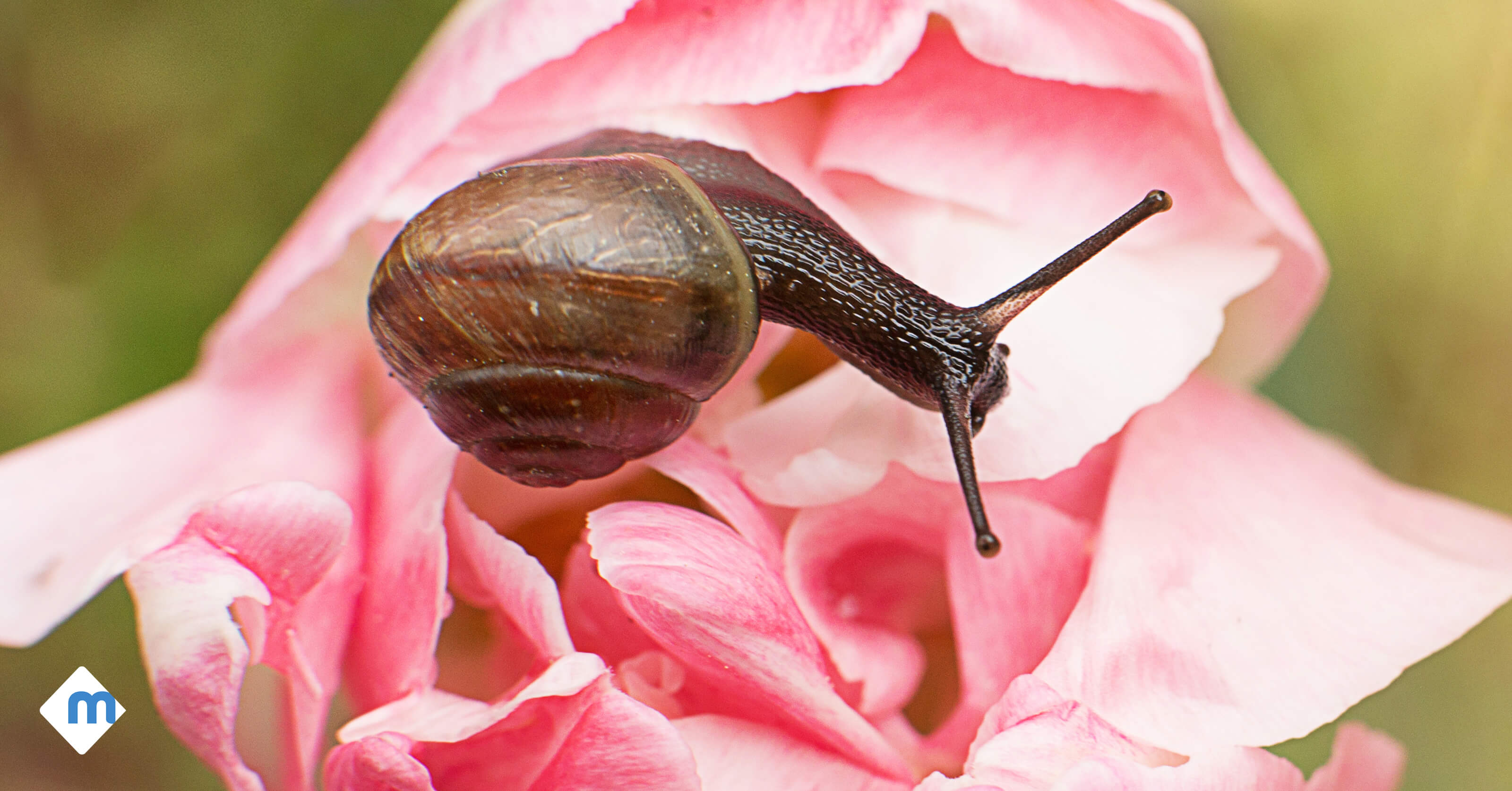 5 Tricks for Getting Rid of Snails