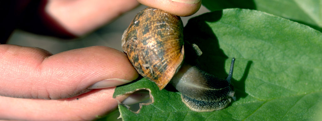 person holding a snail