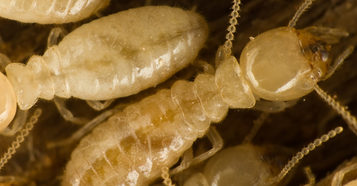 Want to Protect Your Home? Learn How to Check for Subterranean Termites