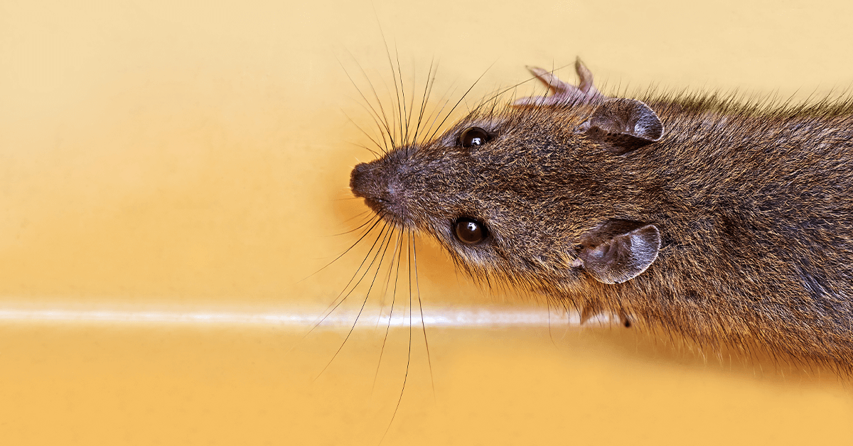 Mice and Rats: What’s the Difference?
