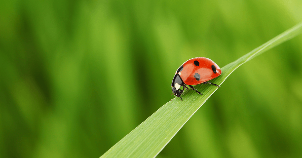 All About Ladybugs!