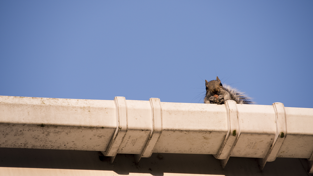 mouse on a roof