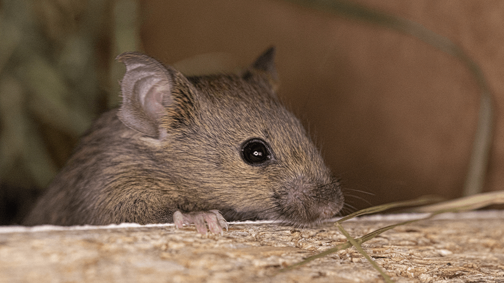 5 Facts You May Not Know About Mice