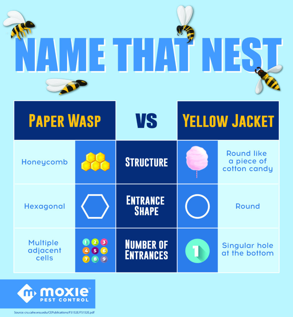 name that nest infographic