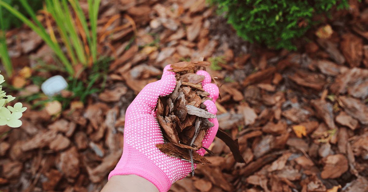 How to Avoid Insect Infestations in Mulch