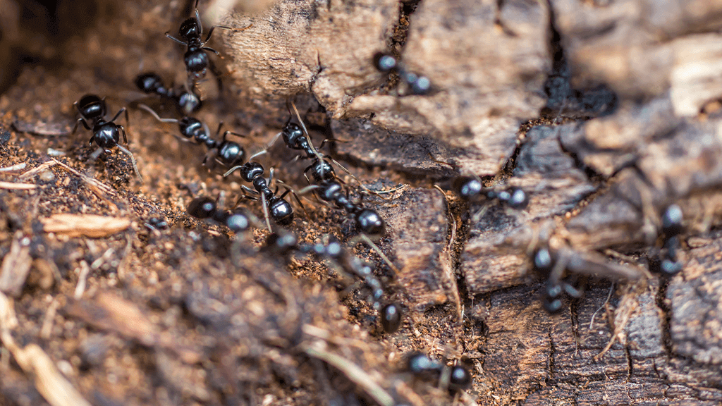  bugs in mulch