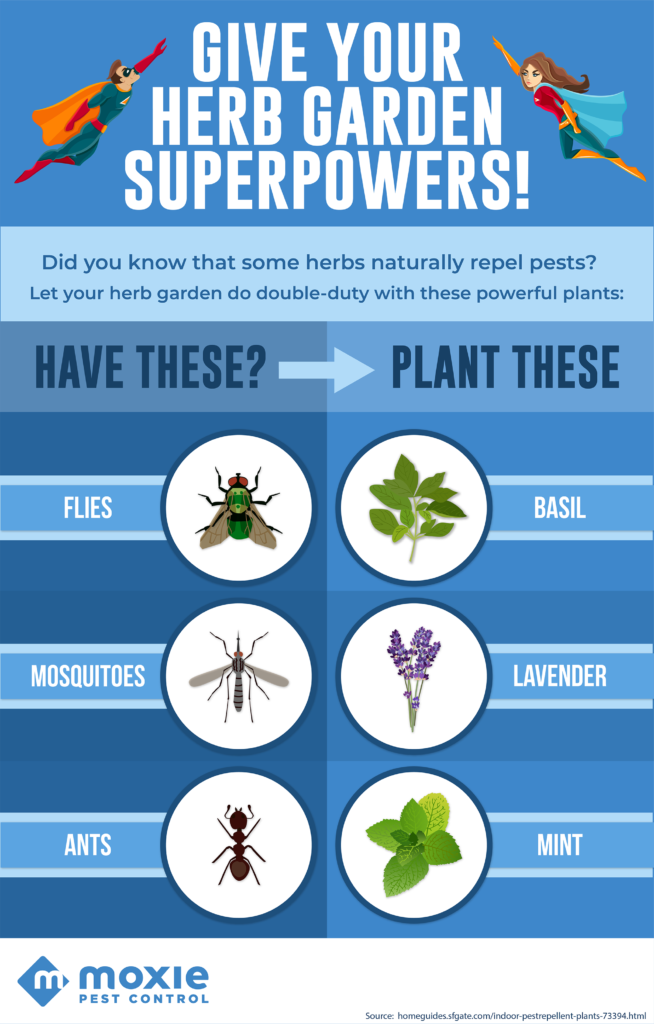 herb garden infographic