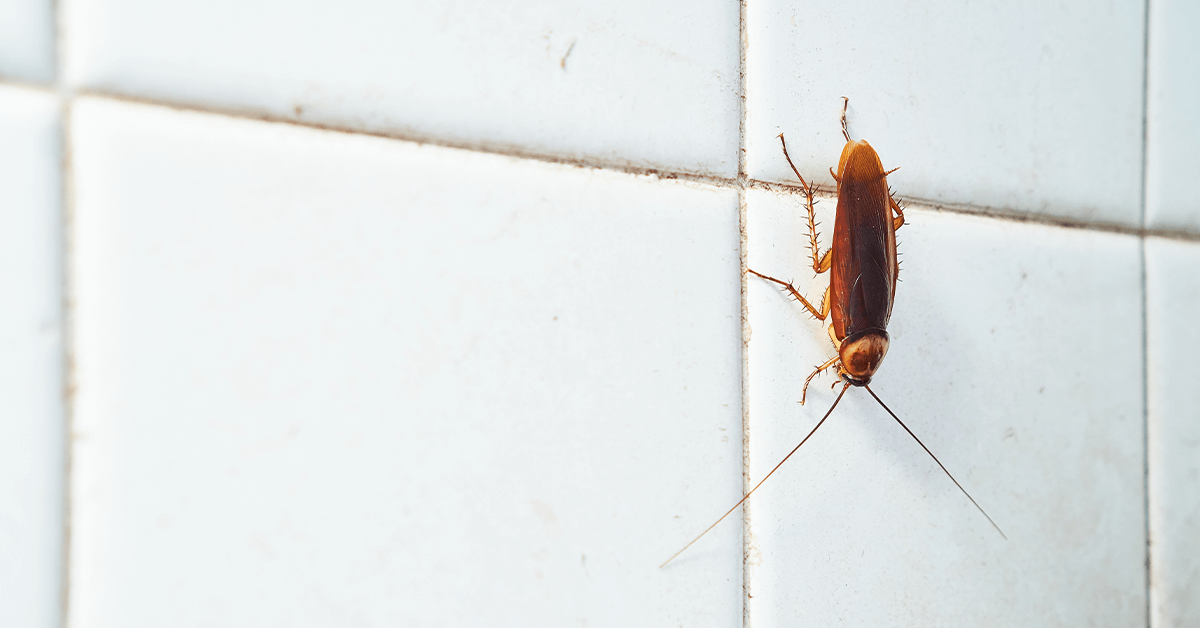 roach on bathroom wall