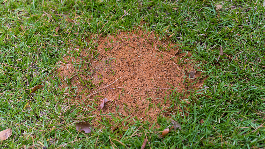 fire ants in a mound