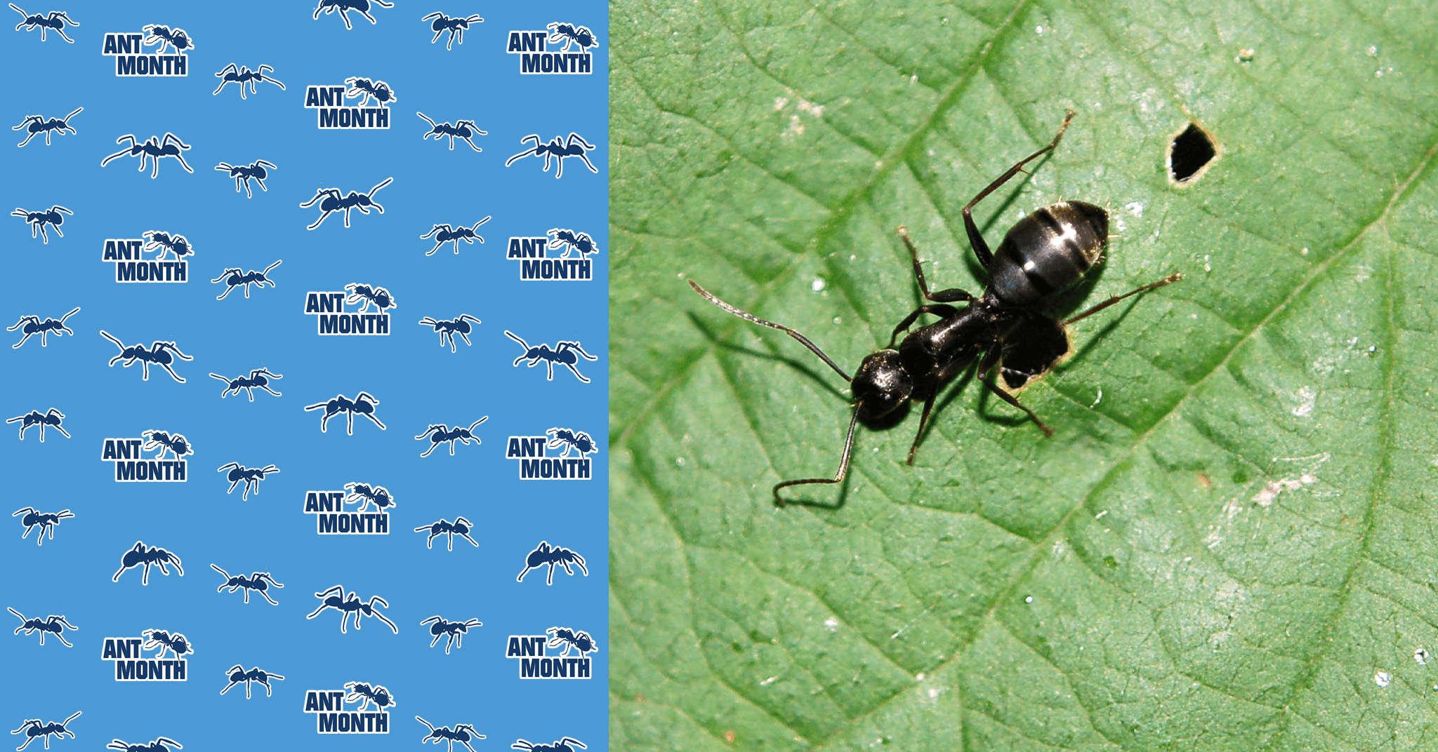 ANT MONTH: All About… Argentine Ants