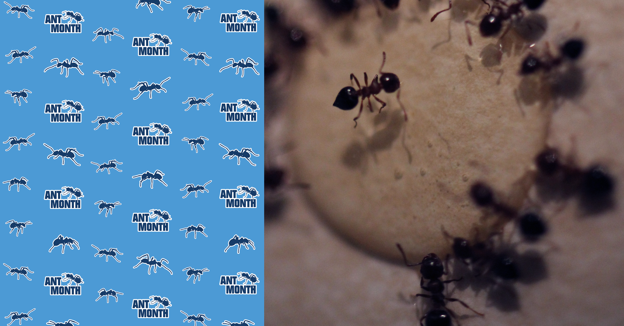 ANT MONTH: All About… Odorous House Ants