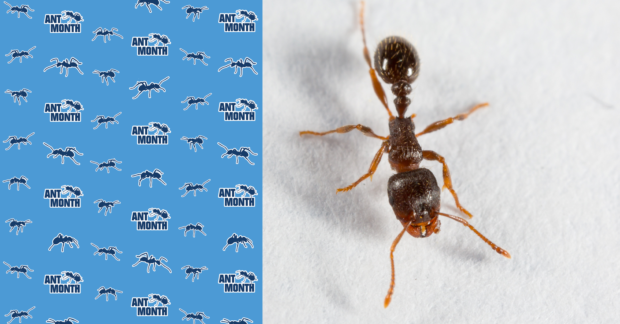 ANT MONTH: All About… Pavement Ants
