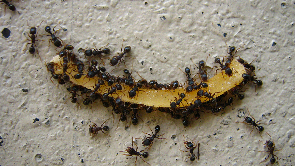 pavement ants eating a banana