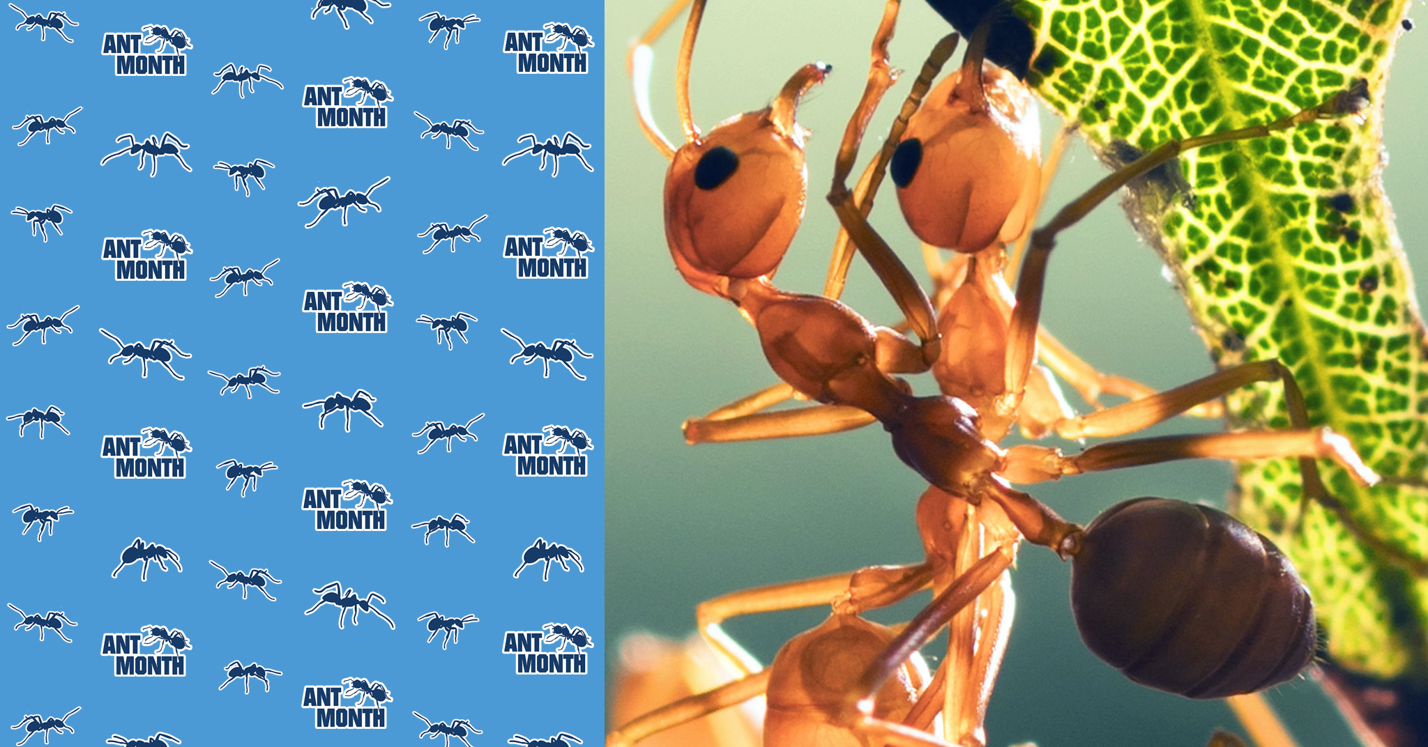 ANT MONTH: All About… Fire Ants