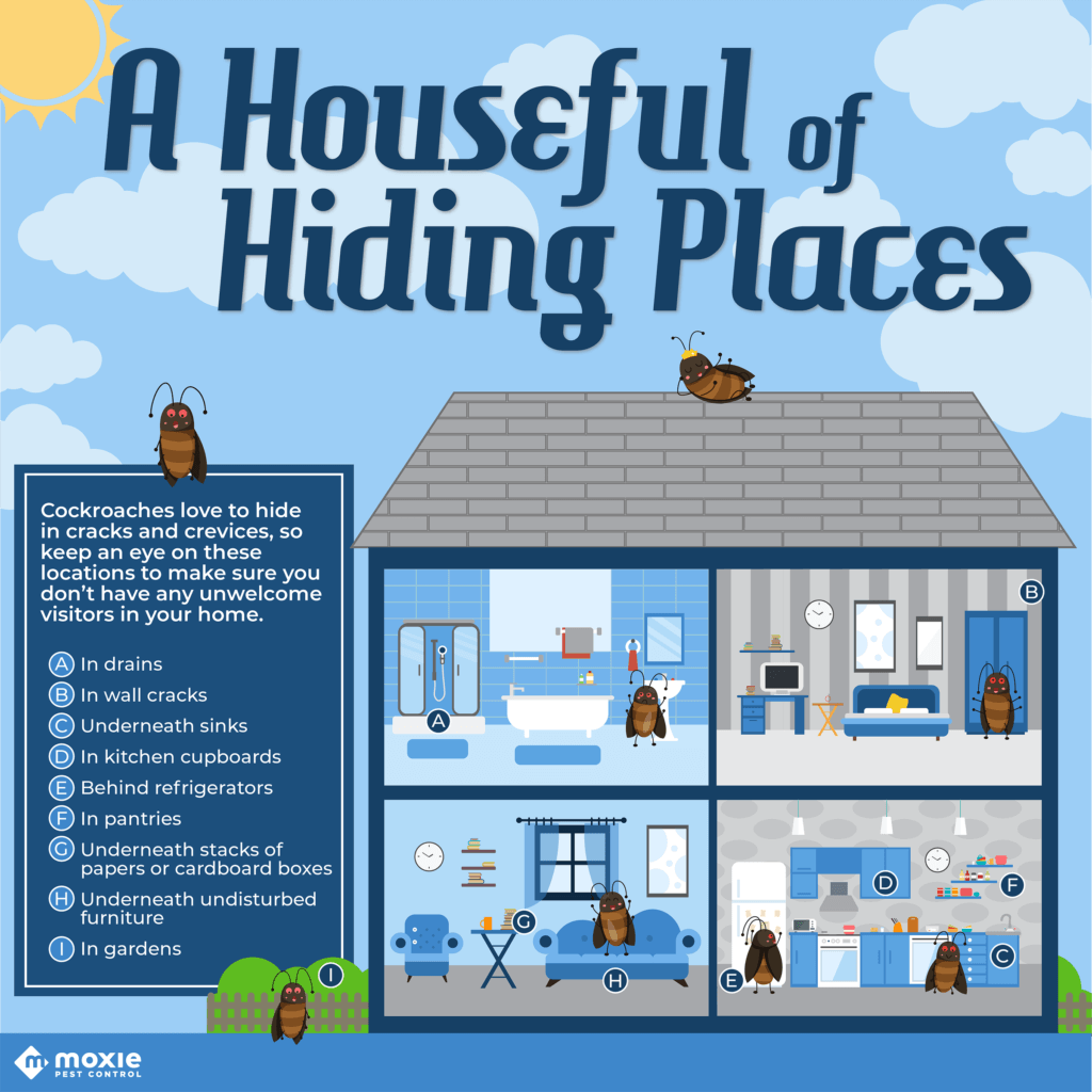 A Houseful of Hiding Places infographic