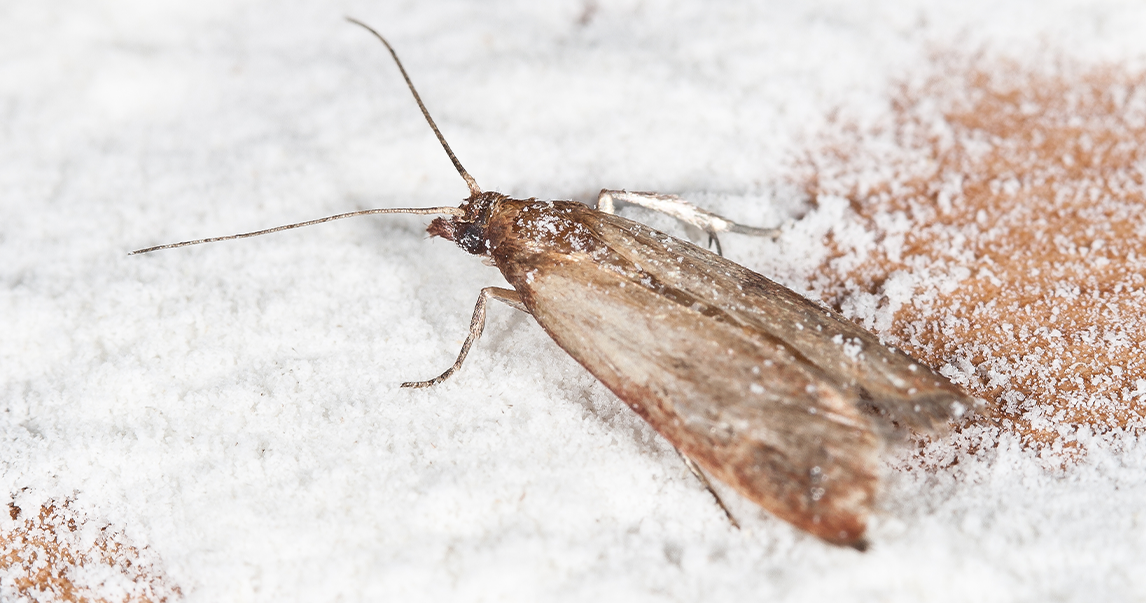 How to Prevent and Get Rid of Pantry Moths