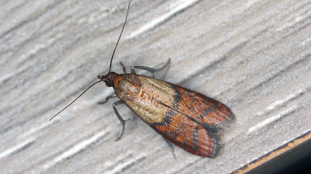 picture of pantry moth