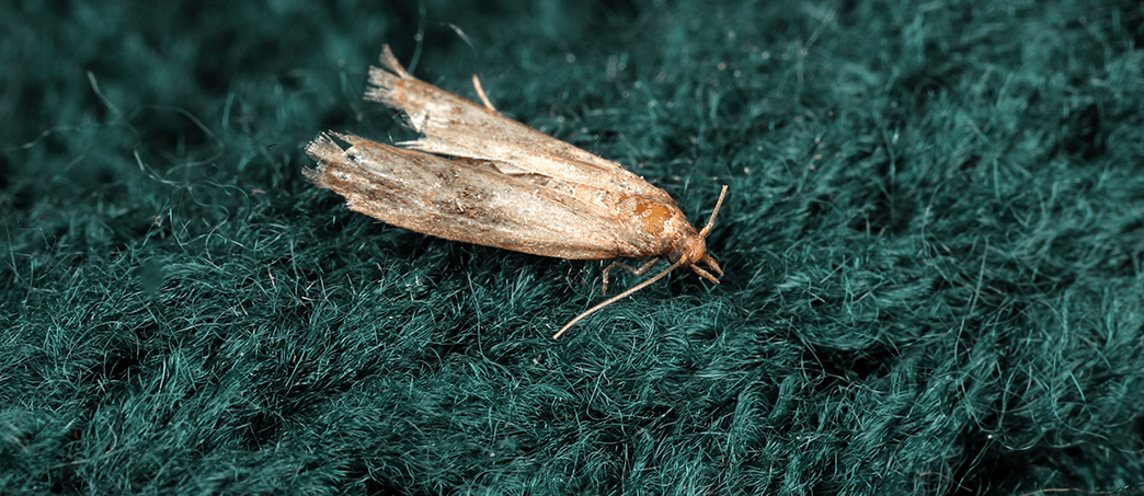 closet moth