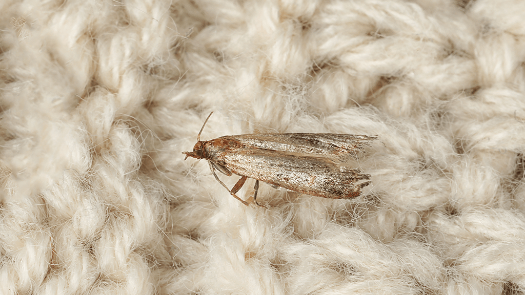closet moth