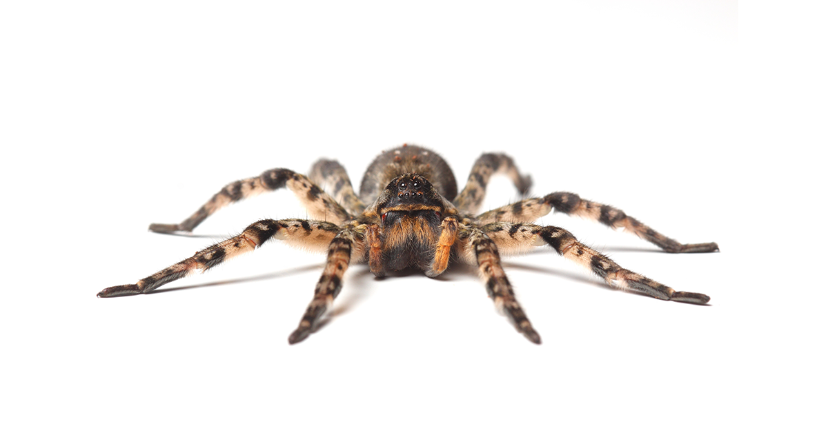 How to Identify and Get Rid of Wolf Spiders