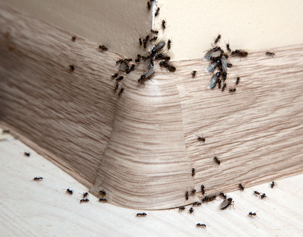 ants on a corner