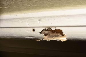 paint damage from termites