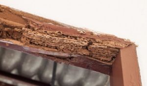 wood damaged by termites