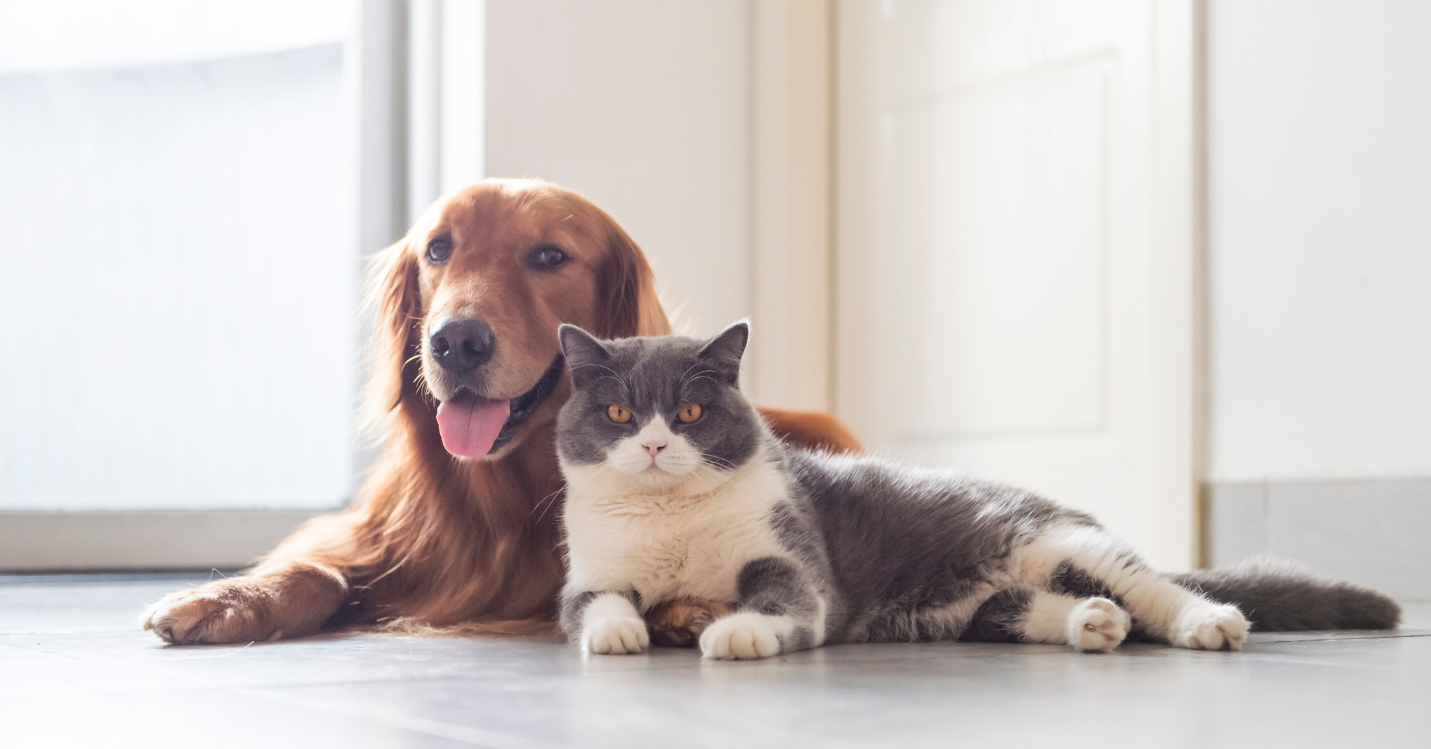 Keeping Pests Away from Pets